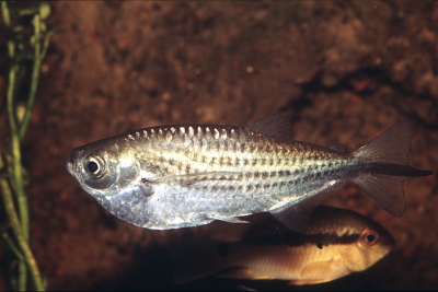 Triportheus angulatus Triportheidae