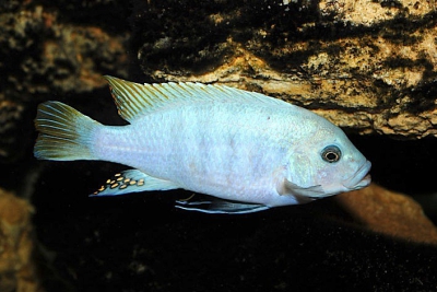 Maylandia estherae Cichlidae