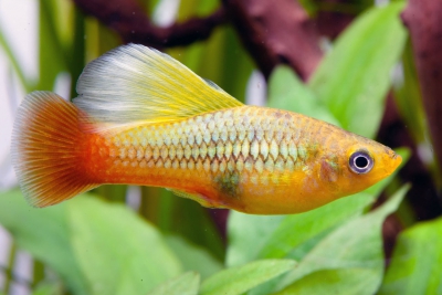 Xiphophorus variatus Poeciliidae