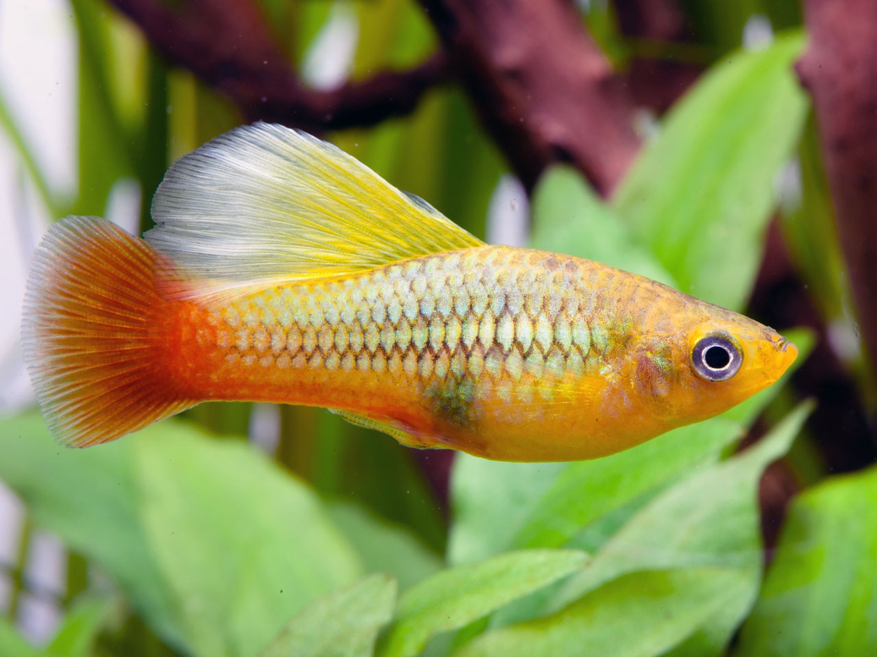 Xiphophorus variatus