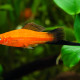 picture of Xiphophorus hellerii