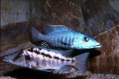 Lichnochromis acuticeps Cichlidae