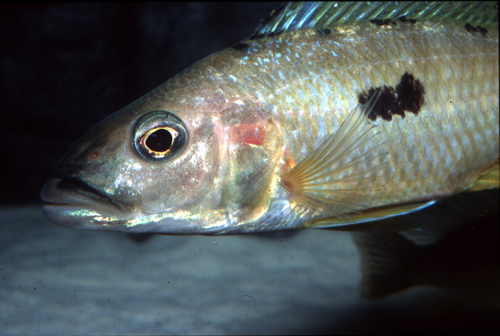 Exochochromis anagenys