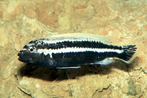 Melanochromis auratus