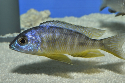 Aulonocara brevinidus Cichlidae