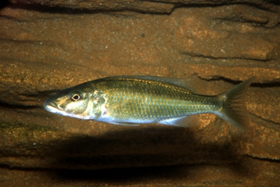 Champsochromis caeruleus Cichlidae
