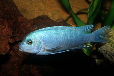 Maylandia callainos Cichlidae
