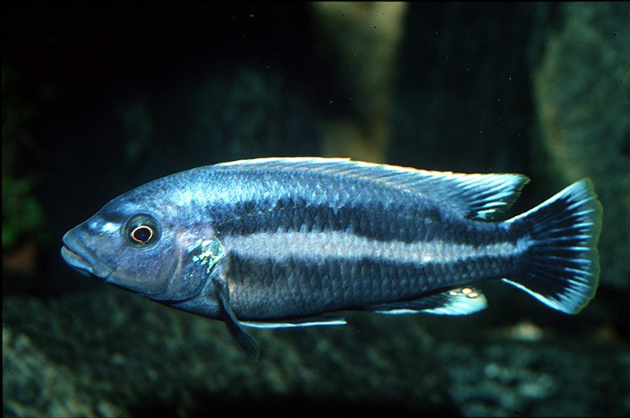 Melanochromis chipokae