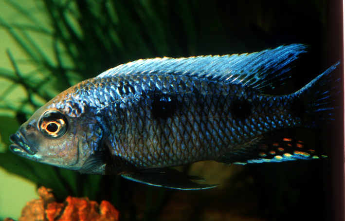 Copadichromis chrysonotus