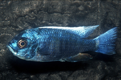 Copadichromis cyaneus Cichlidae
