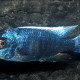 picture of Copadichromis cyaneus