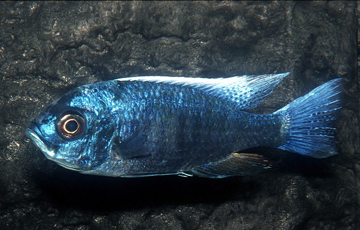 Copadichromis cyaneus