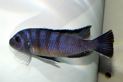 Maylandia cyneusmarginata Cichlidae