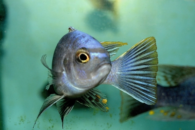 Maylandia aff. fainzilberi "Lupingu" Cichlidae