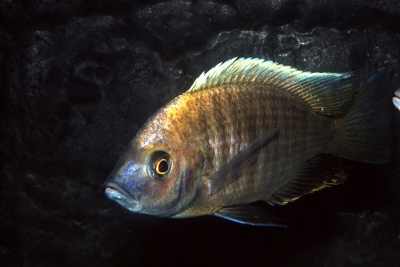 Mchenga flavimanus Lundu Cichlidae