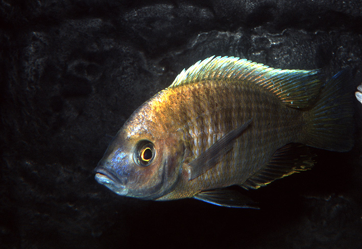 Mchenga flavimanus Lundu