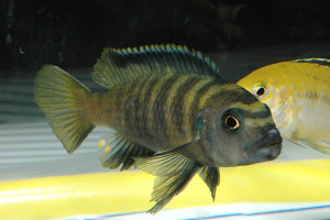 Chindongo flavus