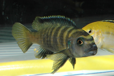 Chindongo flavus Cichlidae