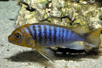 Maylandia hajomaylandi Cichlidae