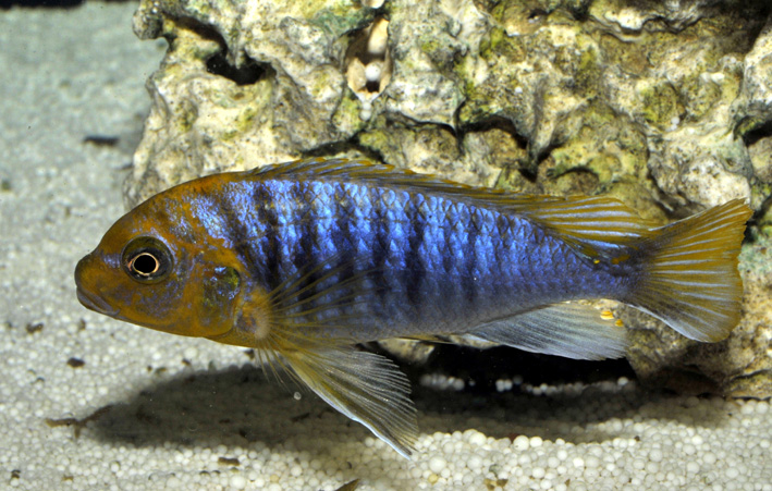 Maylandia hajomaylandi