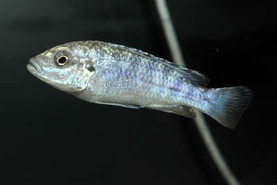 Pseudotropheus joanjohnsonae Cichlidae