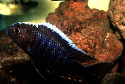 Aulonocara kandeensis Cichlidae