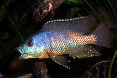 Dimidiochromis kiwinge Cichlidae