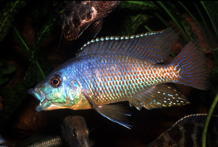 Dimidiochromis kiwinge