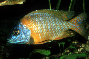Aulonocara korneliae