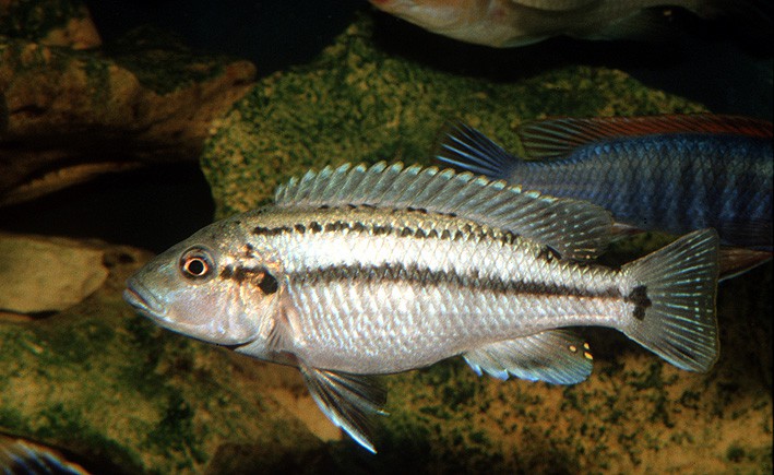 Melanochromis lepidiadaptes