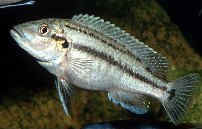 Melanochromis lepidiadaptes - m'buna mangeur d'écailles