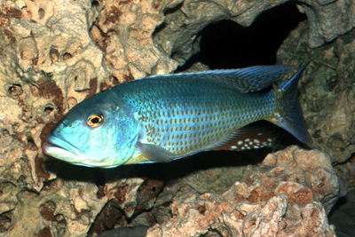 Buccochromis lepturus Cichlidae