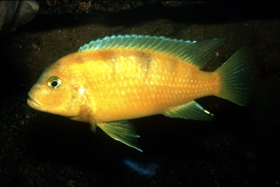 Maylandia lombardoi Cichlidae