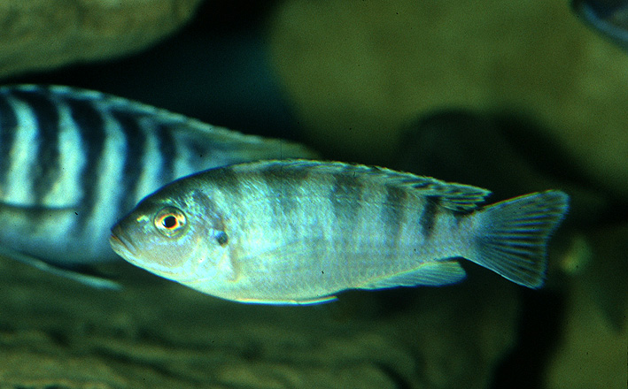 Maylandia lombardoi