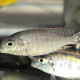 picture of Lethrinops marginatus