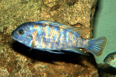 mbenji Cichlidae