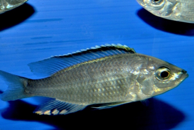 Copadichromis mloto Chitimba Cichlidae