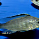 picture of Copadichromis mloto Chitimba