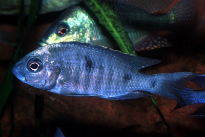 Copadichromis mloto Ivory Cichlidae
