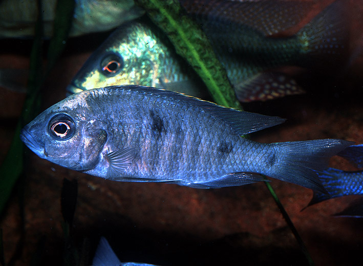 Copadichromis mloto Ivory