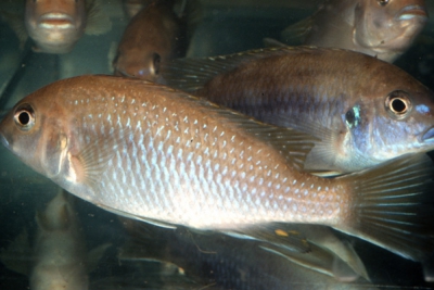 Gephyrochromis moorii Cichlidae