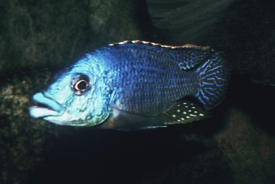 Eclectochromis ornatus Cichlidae