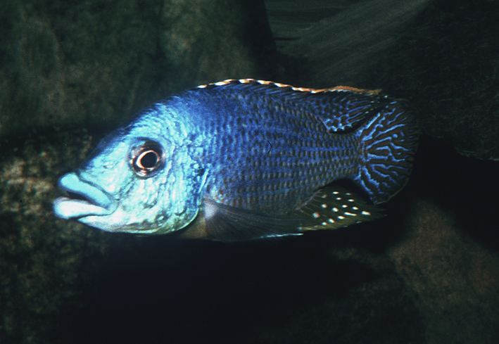 Eclectochromis ornatus