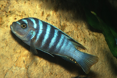 Maylandia phaeos Cichlidae