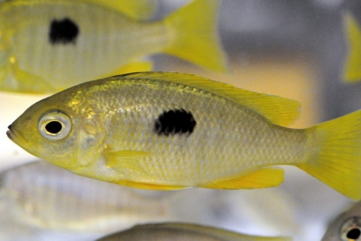 Copadichromis pleurostigma Cichlidae