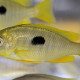 picture of Copadichromis pleurostigma