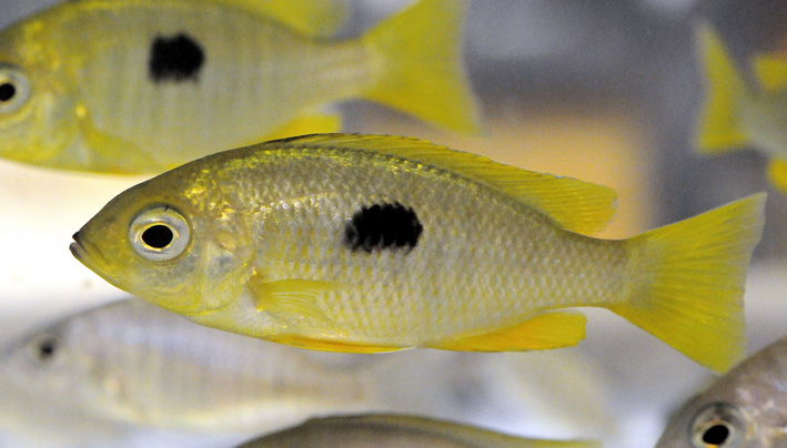 Copadichromis pleurostigma