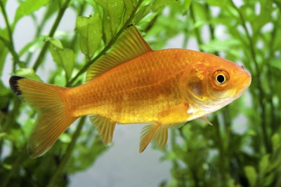 carassio dorato - pesce rosso Cyprinidae