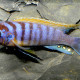 picture of Maylandia pyrsonotos