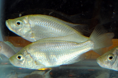 Caprichromis orthognathus Cichlidae